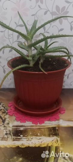 Алоэ вера лечебный