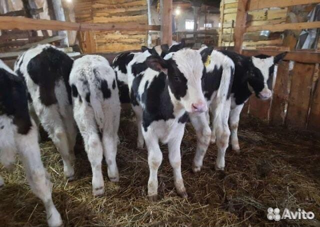 Бычки телята мясные