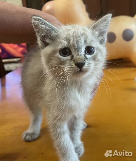 Котики