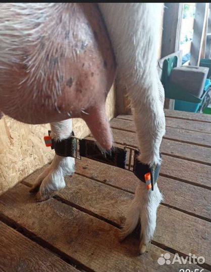 Путы для фиксации ног козы