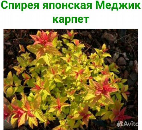 Спирея Грефшайм,Меджик Карпет,Литл Принцесс,Голден