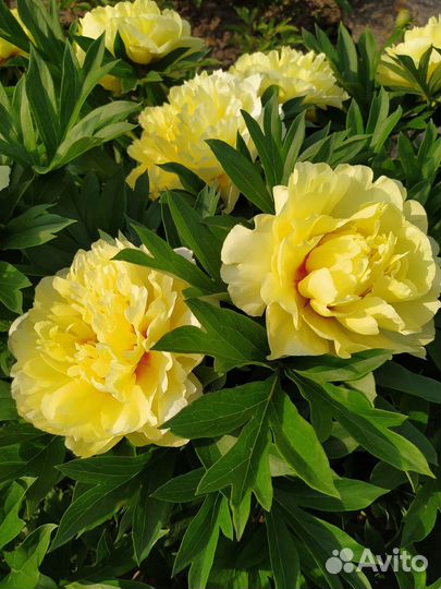 Пионы саженцы, ирисы, гибискусы