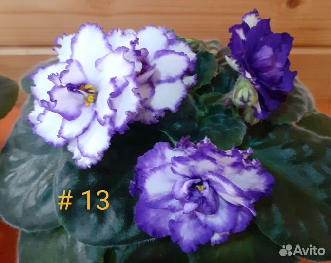 Большой выбор цветущих фиалок