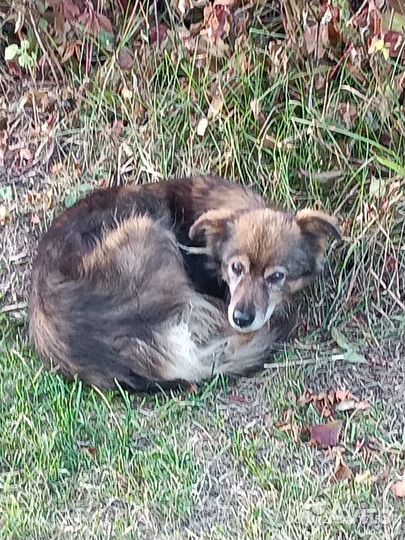 Отдам щенков в добрые руки