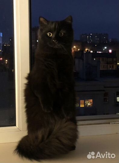 Черная кошка