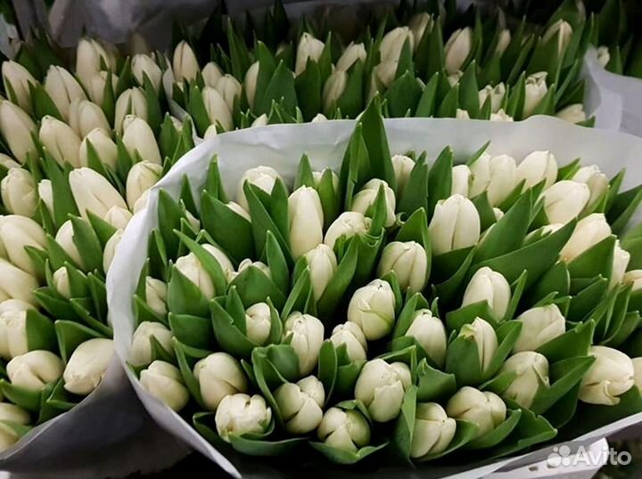 Тюльпаны мелкий, крупный опт от 500 шт