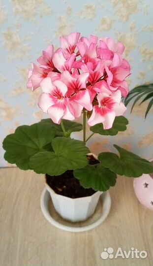 Пеларгония герань