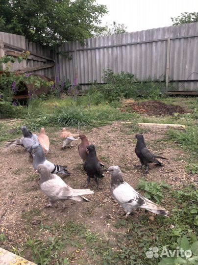 Голуби Такла