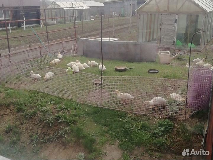 Индоутки 6+1