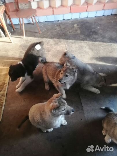 Продам щенят