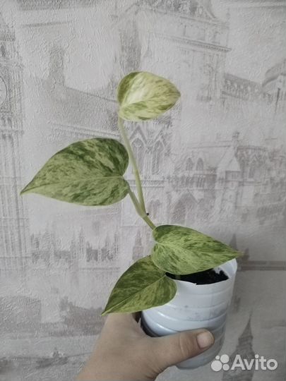 Сциндапсус марбл квин