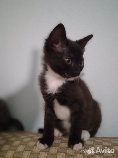 Дважды выжившие счастливчики