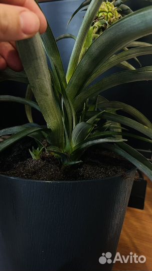 Ананас декоративный