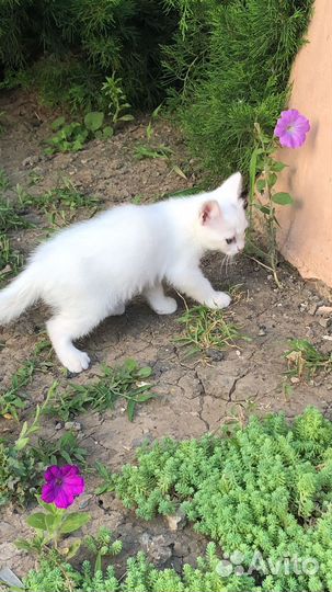 Котенок в добрые руки