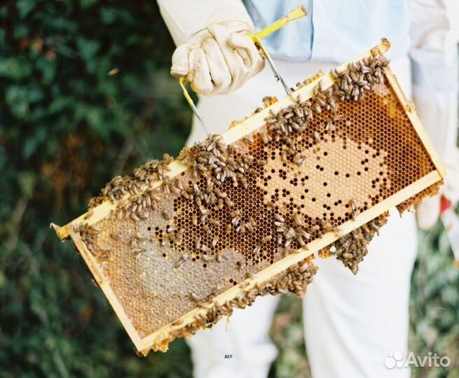 2024 Мед натуральный из Алтая опт