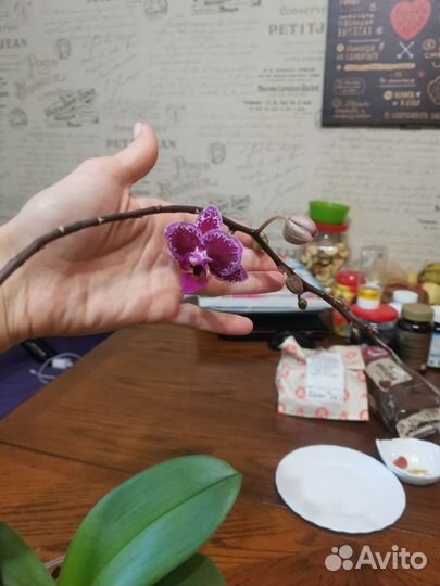 Орхидея фаленопсис