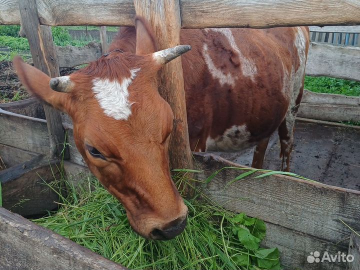 Джерсейская телка