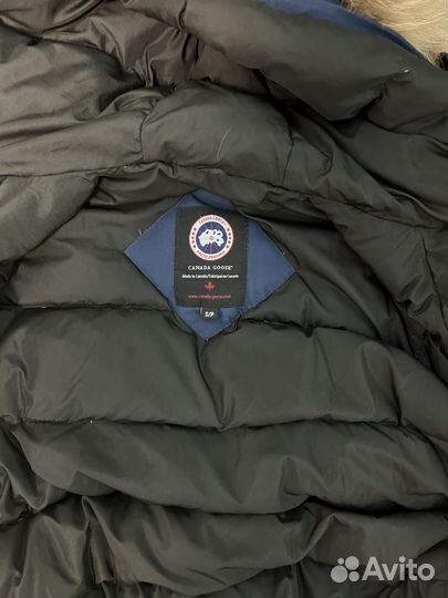 Canada goose chilliwack