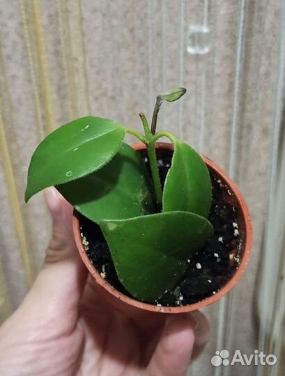 Эсхинантус