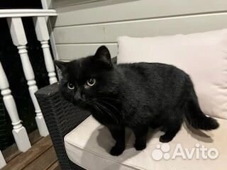 Британская