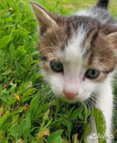 Котята в добрые руки бесплатно