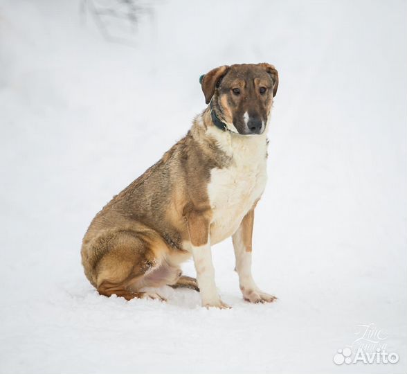 Самый верный друг