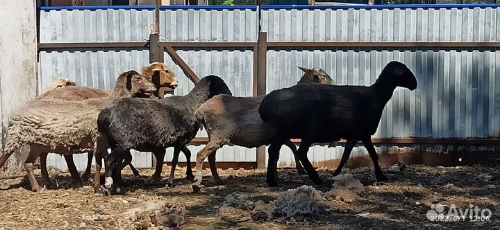 Курдючные овцы