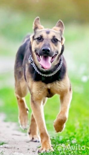 Немецкая овчарка 3года, метис девочка