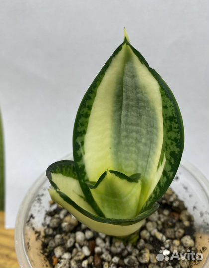 Сансевиерия Ханни