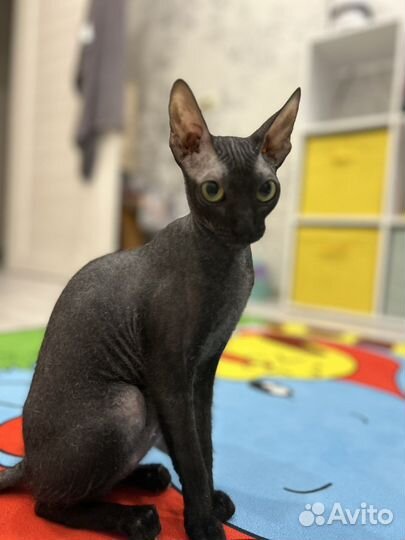 Кошка Браш для вязки