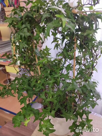 Плющ Хедера