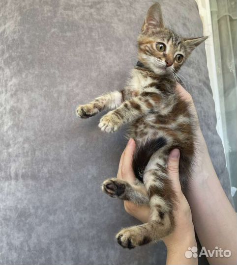 Бенгальская кошка