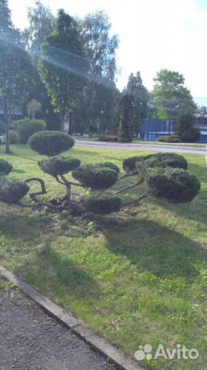 Стрижка живых изгородей, туй, можжевельников