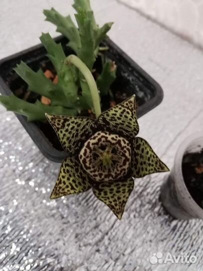 Пеперомия сморщенная и суккуленты