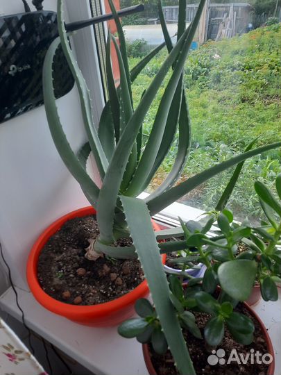 Лечебный алое вера