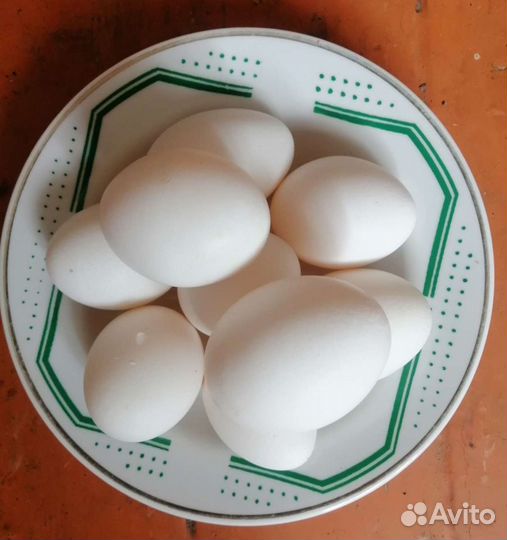 Домашние куриные яйца