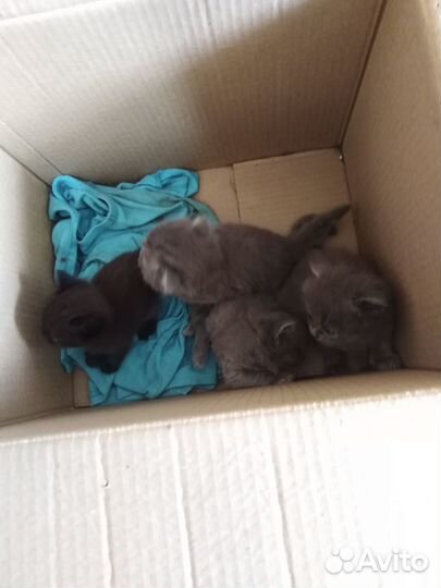 Вислоухие котята отдам