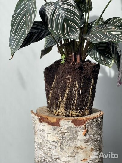 Калатея Орната Сандериана