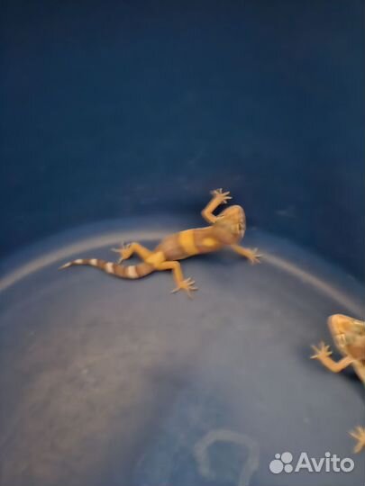 Геккон эублефар