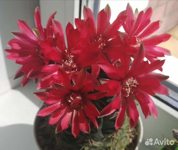 Лечуза пон (lechuza-PON) - грунт для растений