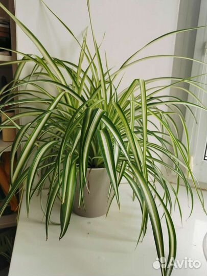 Хлорофитум хохлатый