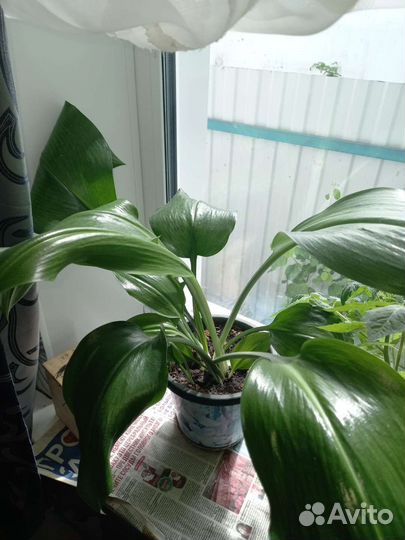 Спатифиллум