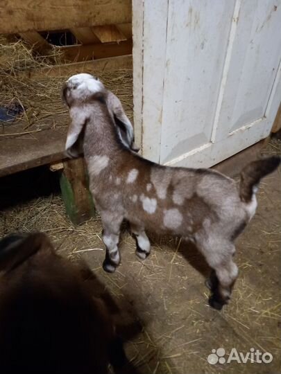 Козлики нубо- камори