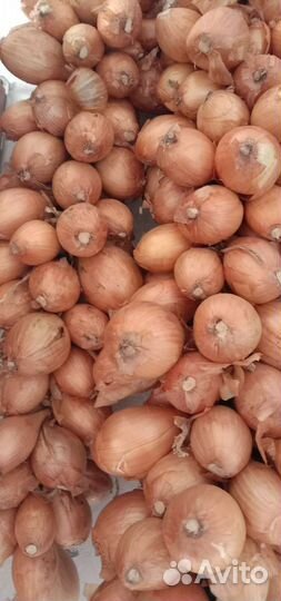 Лук - семейка на посадку