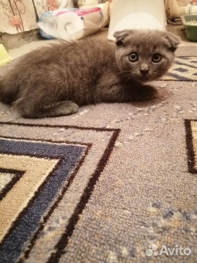 Шотландский кот