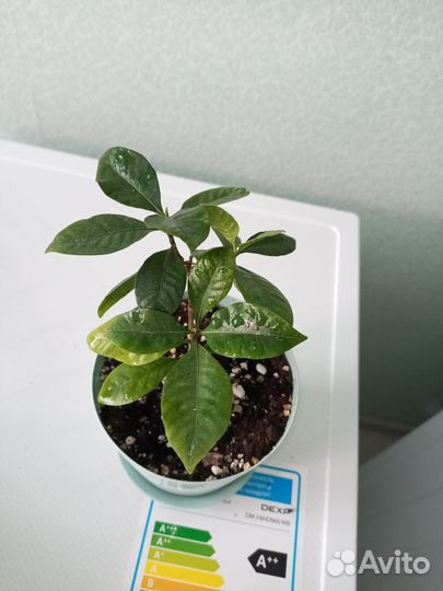 Гардения жасминовидная