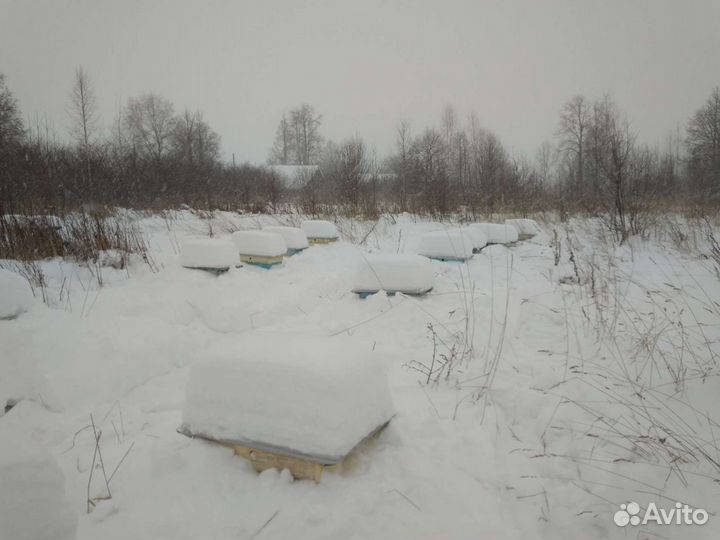 Пчелосемьи, Пчелопакеты, Пчеломатки