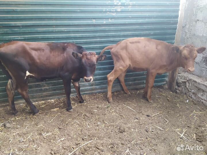 Бычки телята коровы