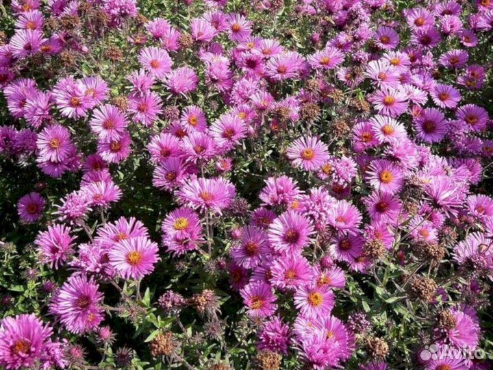 Многолетники Астра ново-английская