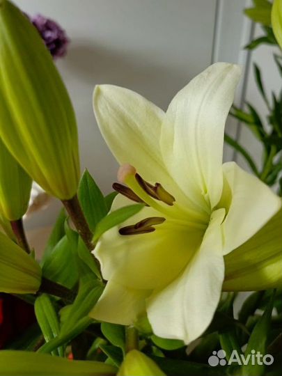 Лилии / цветы с доставкой